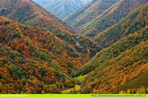 visitar muniellos|Muniellos, Bosque de Muniellos Asturias 